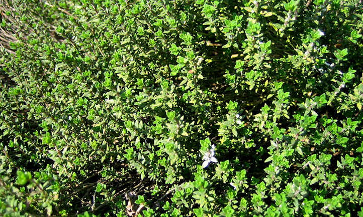 Thyme plant