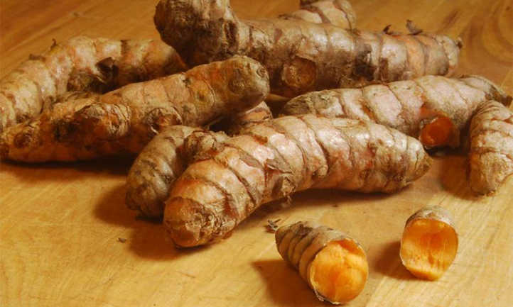 Turmeric plant root