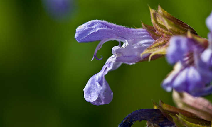 Sage flower