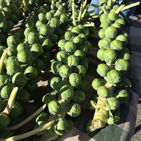 Brussels sprouts on stalks