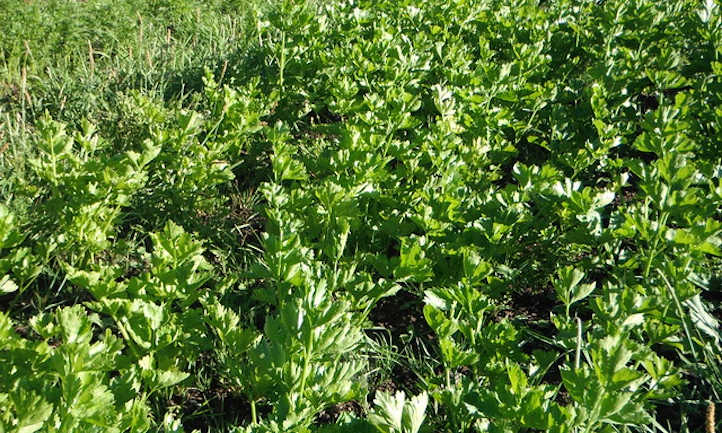 How To Grow Celery