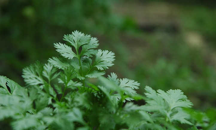 Growing Cilantro