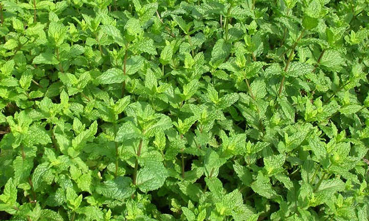 Growing Mint