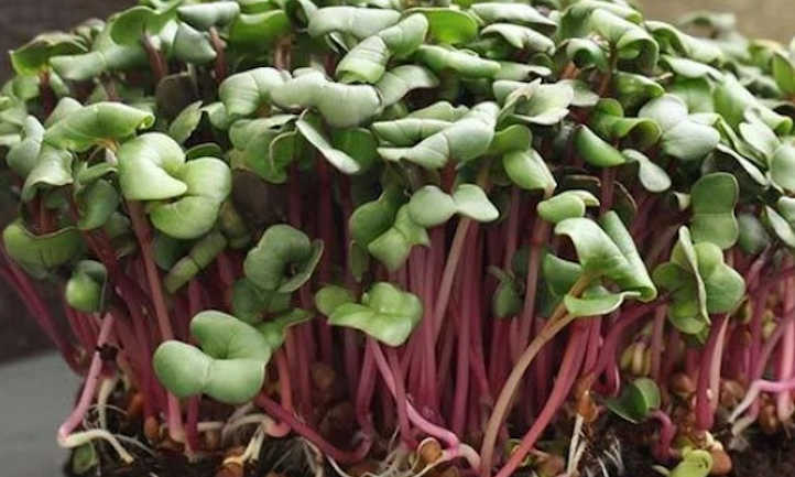 Hong vit radish microgreens
