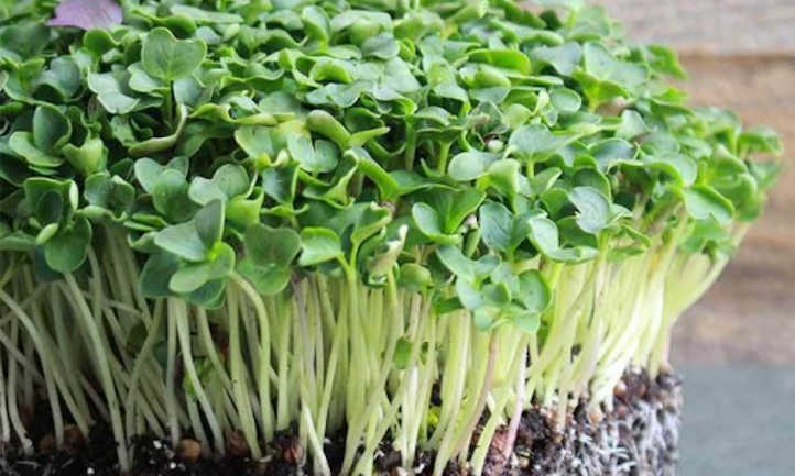 Red daikon radish