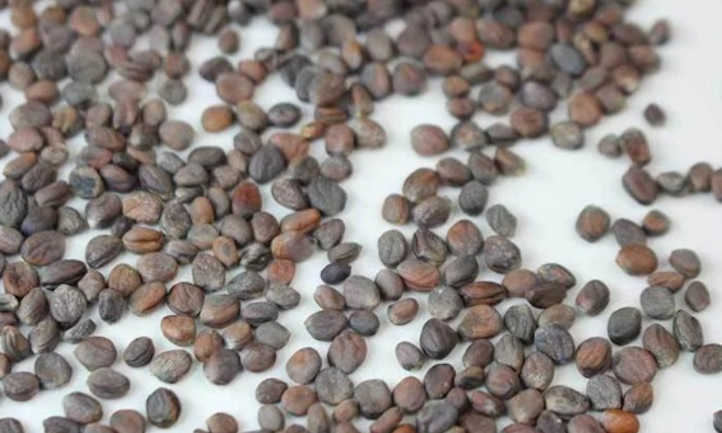 Red vulcano radish seeds