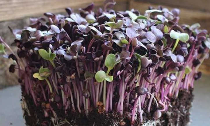 Sango purple radish