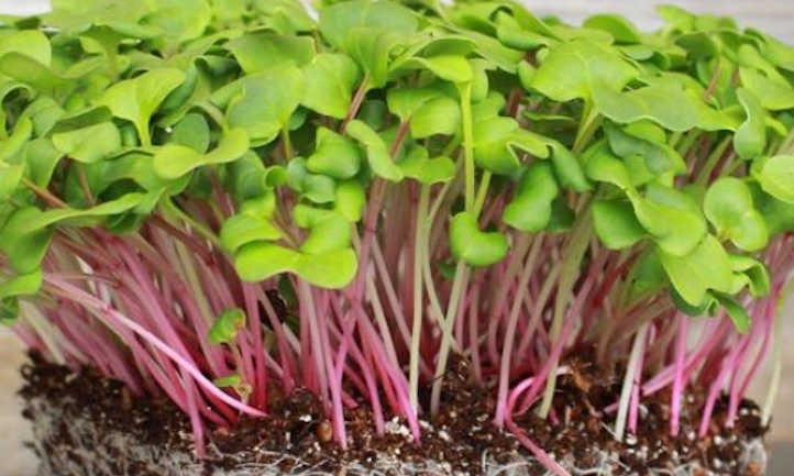 Triton purple radish
