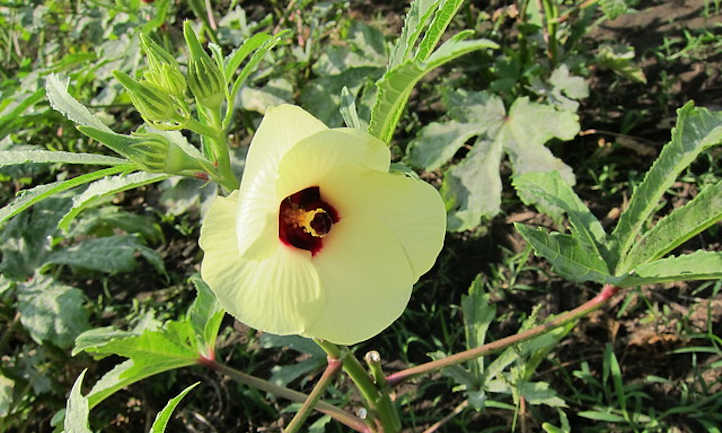 Okra flower