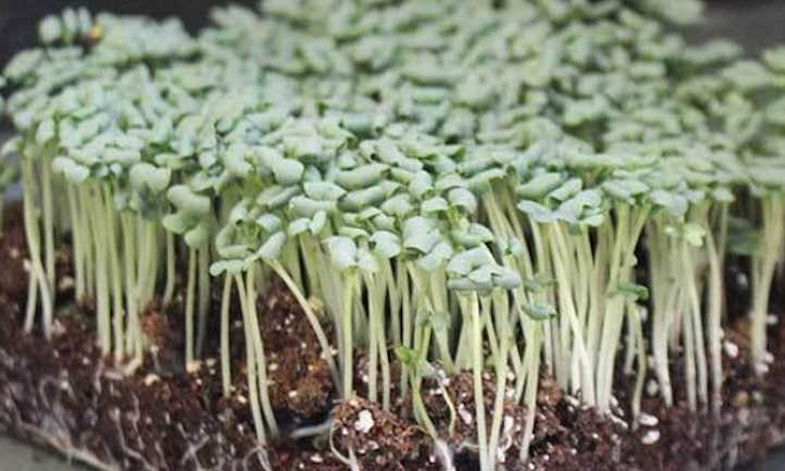 Spicy Oriental mustard microgreens