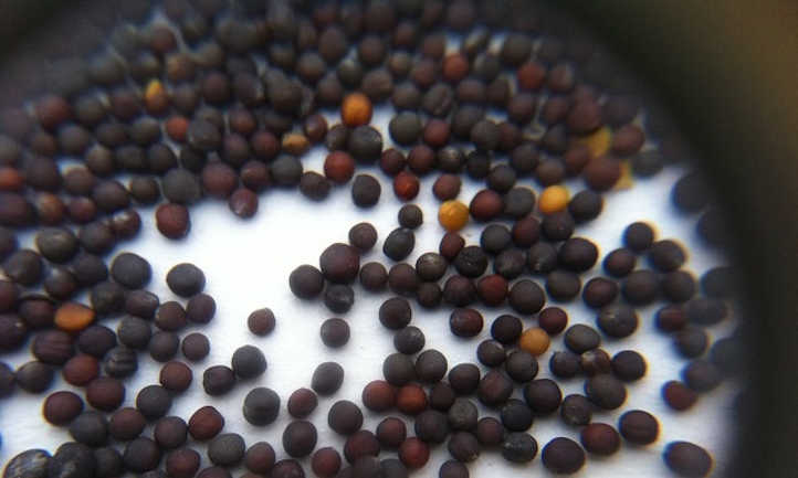 Tatsoi seeds