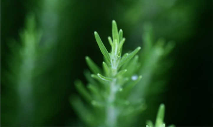 Rosemary tip