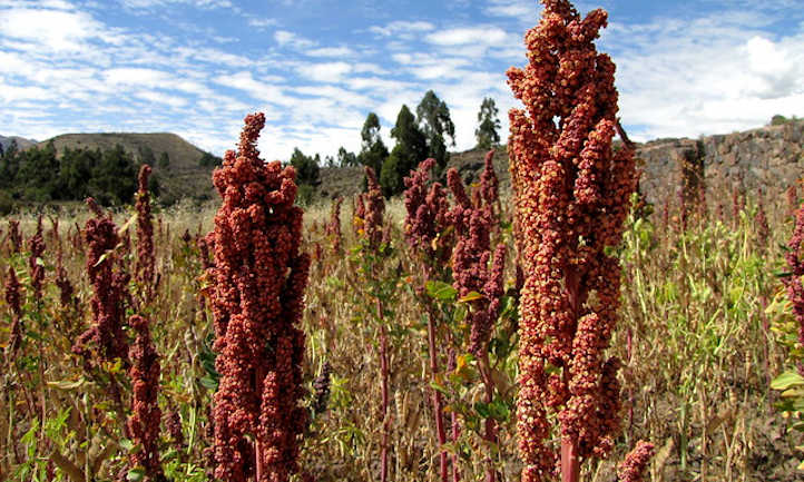 Ripe quinoa