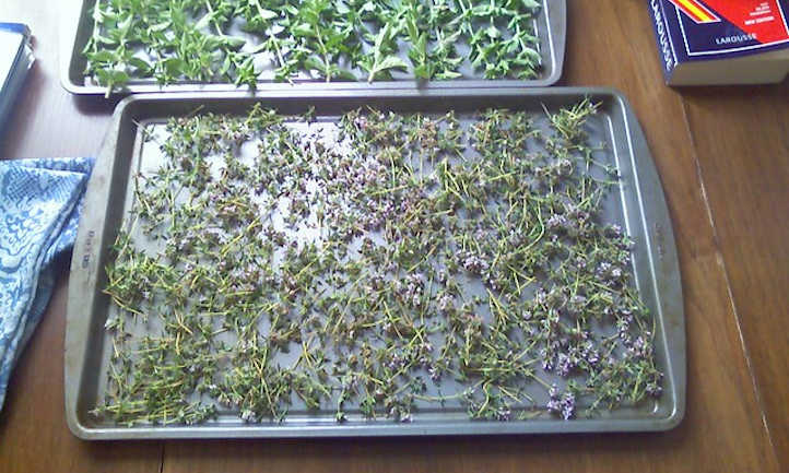 Drying thyme